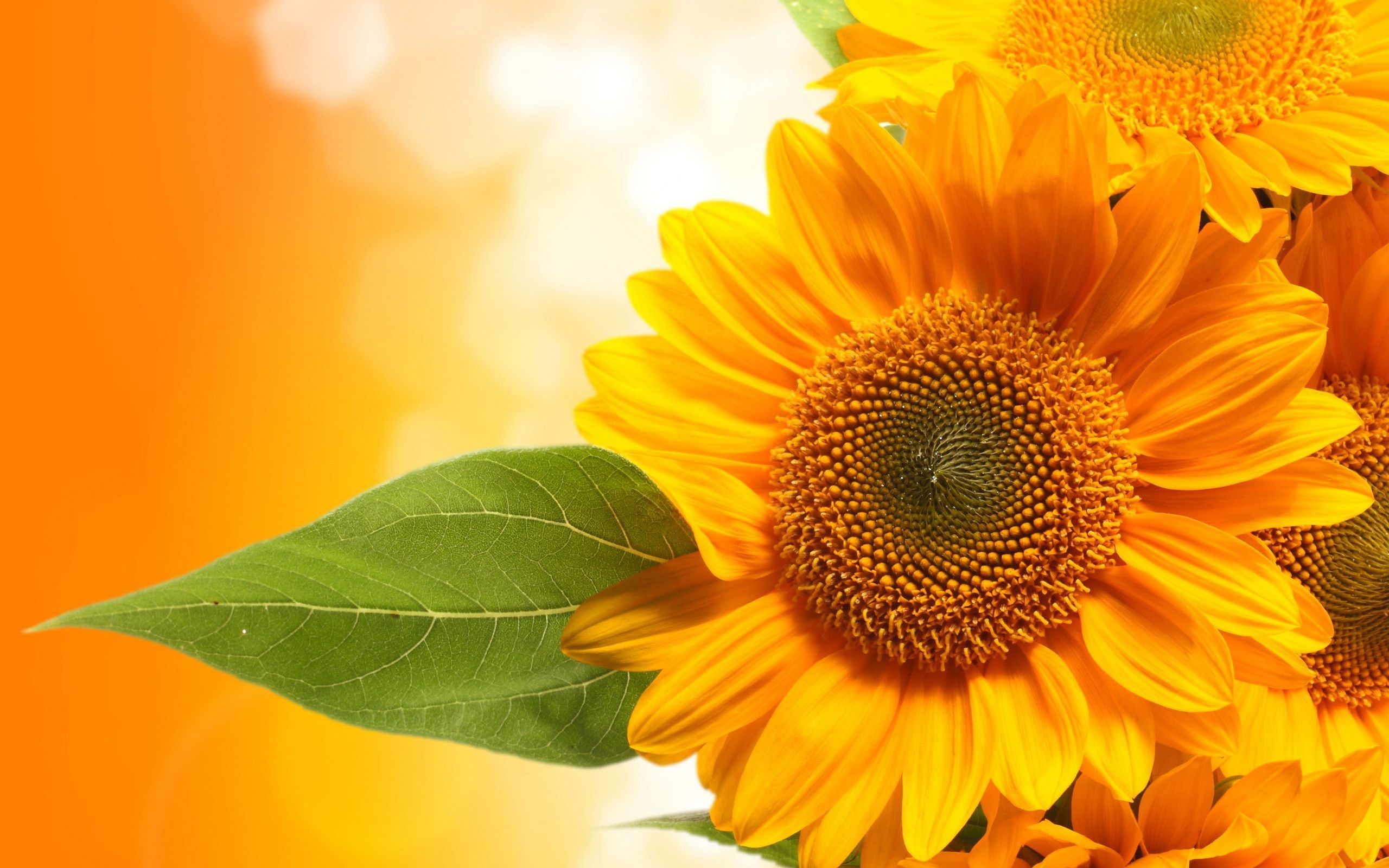 Sunflower driver for mac